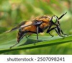 Horsefly on a green leaf.