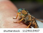 horsefly on the human hand