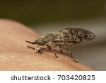 horsefly on the human hand