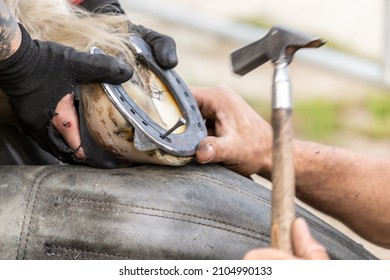 Proceso de herradura: Un herrero preparando una pezuña de caballos y una herradura. Un desfarriero en el trabajo
