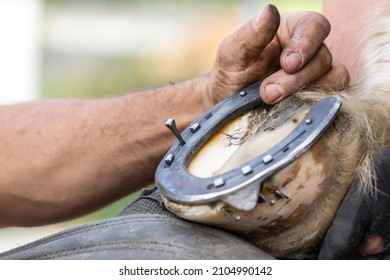 Horsehoeing process: A blacksmith preparing a horses hoof and a horseshoe. A farrier at work