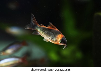 Horseman Cory Catfish (Corydoras Eques)