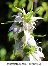 Horsemint Stalk