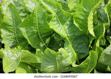 Horseradish (Armoracia rusticana, syn. Cochlearia armoracia) is a perennial plant of the family Brassicaceae (which also includes mustard, wasabi, broccoli, cabbage, and radish).