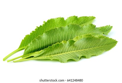 Horseradish leaves isolated on white background. - Shutterstock ID 641248480