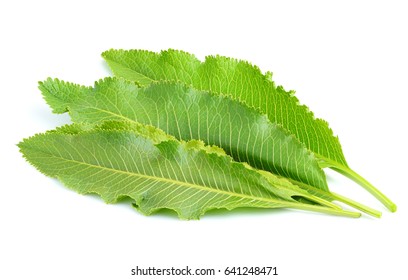 Horseradish plants isolated on a white background. - Shutterstock ID 641248471