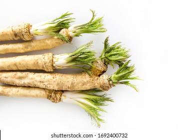 Horseradish Images Stock Photos Vectors Shutterstock