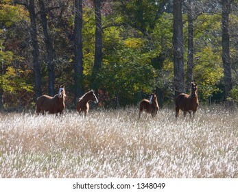 HORSES