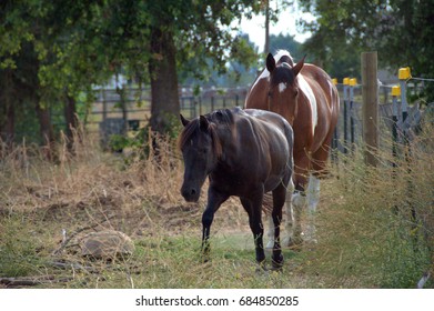Horses