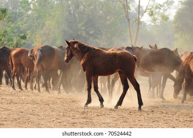 horses