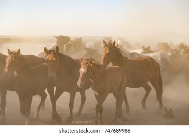 Horses