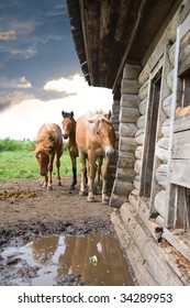 The horses in an abandoned house. In summer, in Siberia, a lot of mosquitoes. Horses flee from them hiding in abandoned homes
