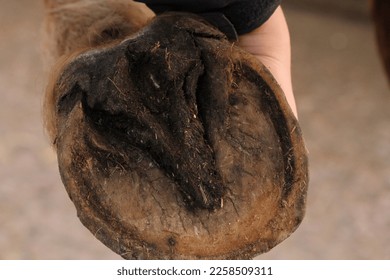 Horses barefoot hoof. Unshod horse. Equestrian  - Shutterstock ID 2258509311