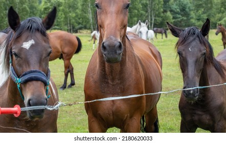 Horses Bay And Black In The Meadow, Pasture Behind An Electric Fence