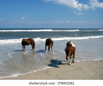 Horses at Beach