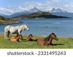 Horses at Beagle Canal in Tierra del Fuego National Park, Argentina, South America