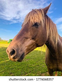 Horses: Beautiful, Powerful, Gentle Creatures.