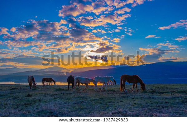 Horses mural wallpaper with beautiful sunset in background.