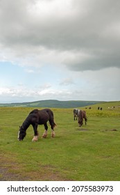 Horses In The Black Mountains Of Wales.