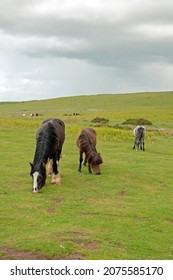 Horses In The Black Mountains Of Wales.