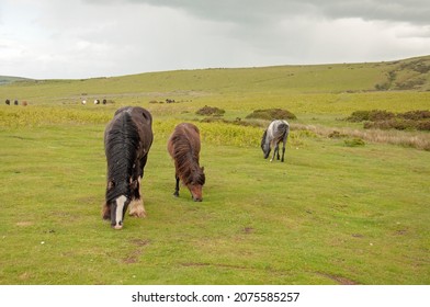 Horses In The Black Mountains Of Wales.