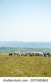 Horses In The Black Mountains Of Wales.