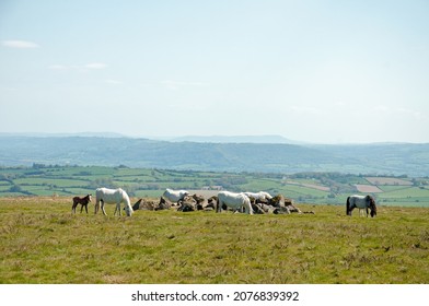 Horses In The Black Mountains Of Wales.