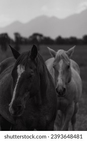 Horses in Black and White