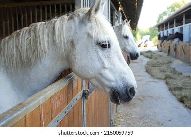 Horses In The Boxes Of An Equestrian Center