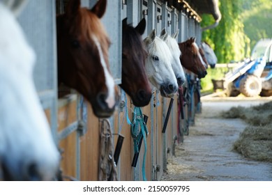 Horses In The Boxes Of An Equestrian Center