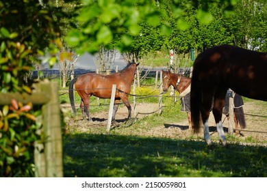 Horses In The Boxes Of An Equestrian Center