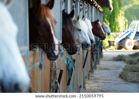 horses in the boxes of an equestrian center