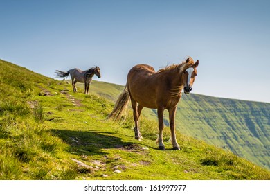 Horses At The Brecon Beacons.