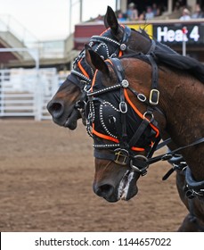 Horses At Chuckwagon Races