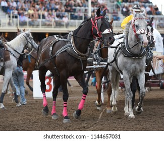 Horses At Chuckwagon Races