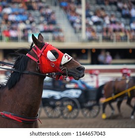 Horses At Chuckwagon Races