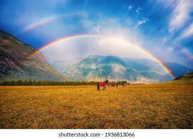 Horses in a clearing after rain under a double rainbow near the river in the Altai mountains Chulyshman