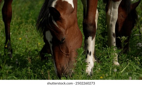 Horses close-up, horses grazing in Altai, herd of horses in Russia - Powered by Shutterstock