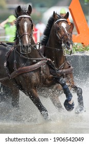 Horses competing in carriage driving competition in full harness and leg protection boots going through water obstacle