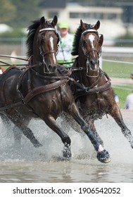 Horses competing in carriage driving competition in full harness and leg protection boots going through water obstacle