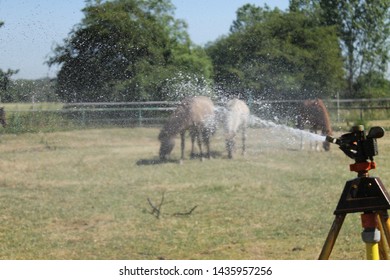 Horses Cool Off At Heat Through A Lawn Sprinkler