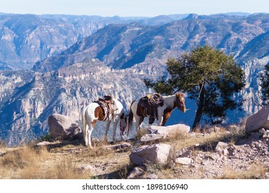 Horses In The Copper Canyon 