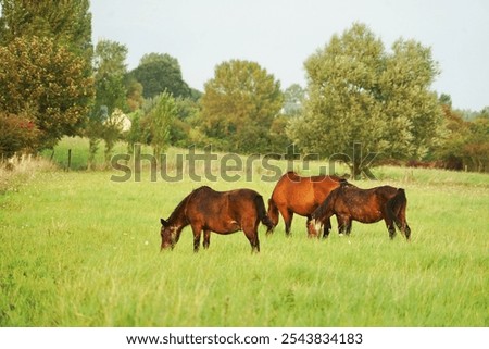 Horses in the countryside of Normandy, France