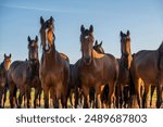 Horses | Curious brown horse | animal nature photo poster