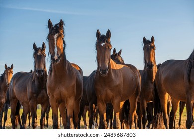 Horses | Curious brown horse | animal nature photo poster