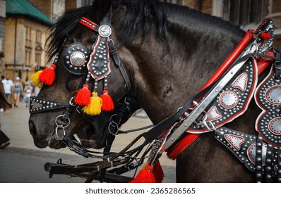  horses decorated with colorful elements pulling carriages with tourists through the streets of Krakow