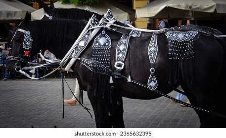 horses decorated with colorful elements pulling carriages with tourists through the streets of Krakow