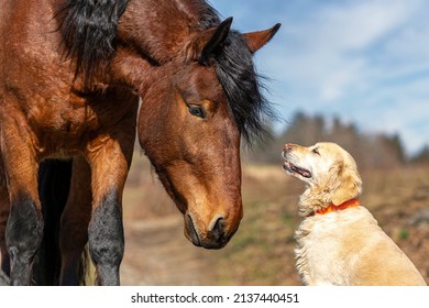 Horses And Dogs, Animal Friends: Portrait Of A Bay Noriker Draft Horse And A Golden Retriever Dog