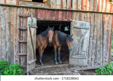 Horses at the door of the old stable. Horses are standing in an old barn.