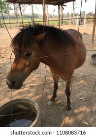 Horses are drinking.